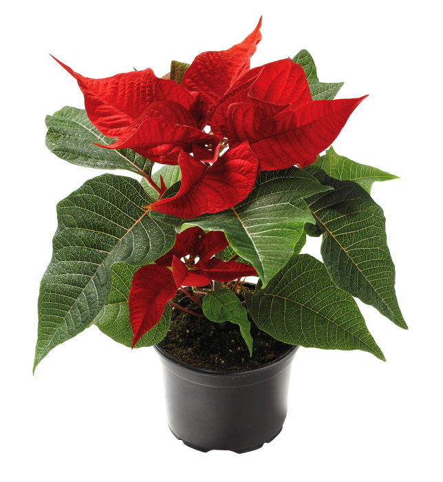 Julestjerne 1-ben 10 cm potte